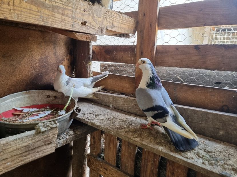  - 4-Jucatori de Galati