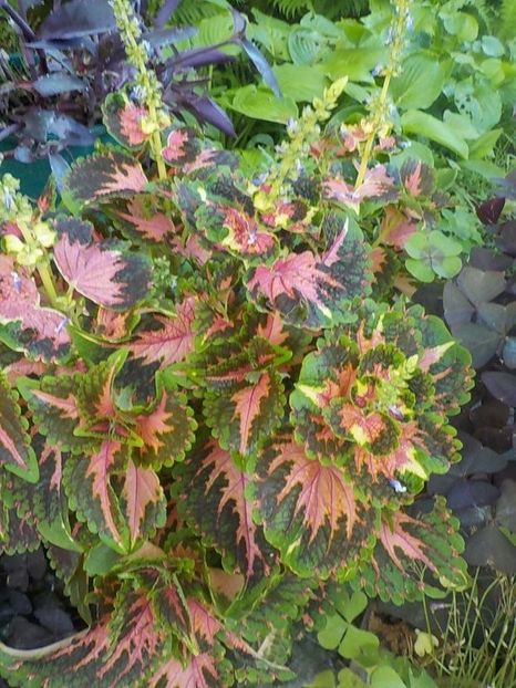  - coleus