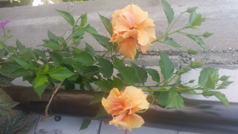 2021-07-27 10.48.17 - Flori si copii blanosi