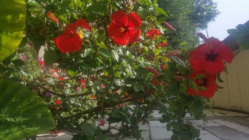 2021-07-27 10.48.43 - Flori si copii blanosi