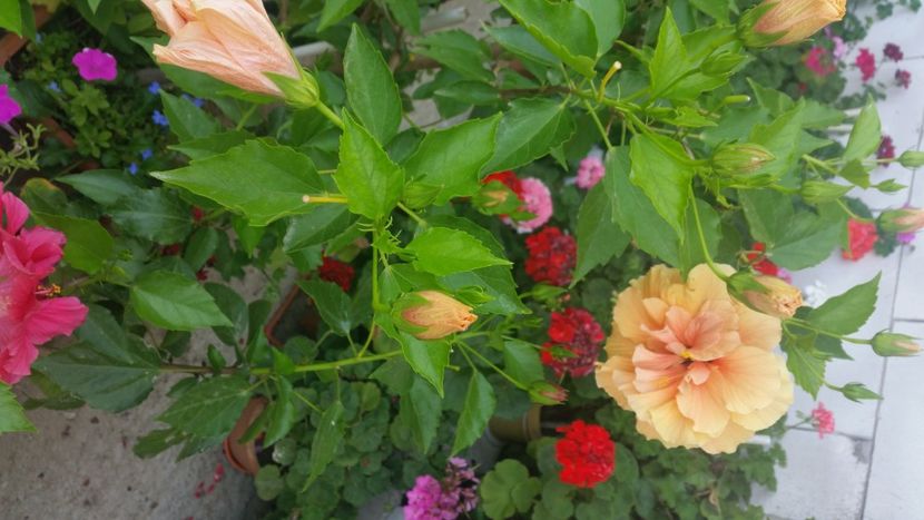 2021-08-05 16.17.47 - Flori si copii blanosi