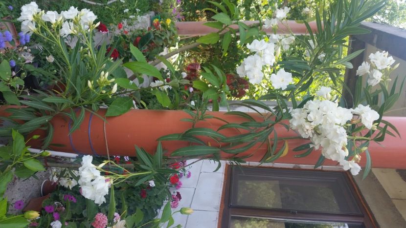 2021-08-05 16.18.20 - Flori si copii blanosi