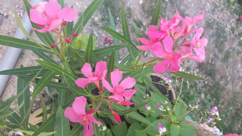 2021-08-05 16.19.52 - Flori si copii blanosi