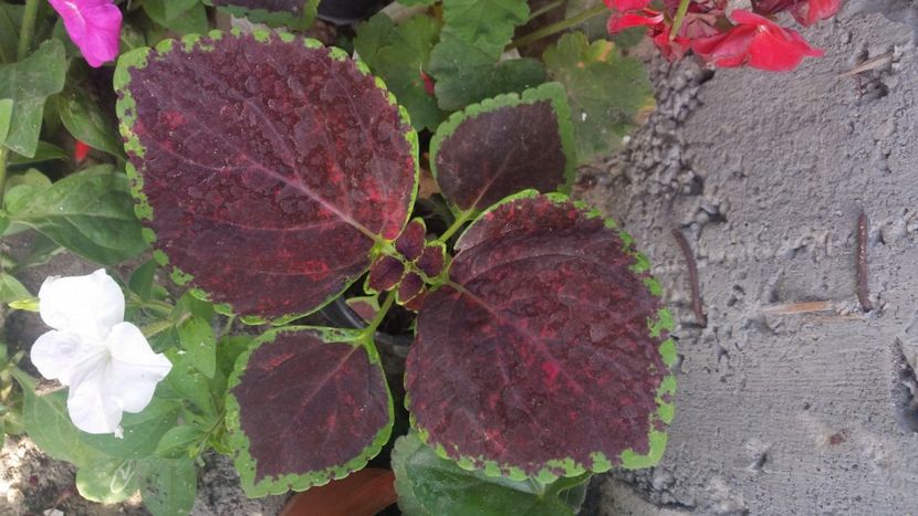 2021-08-05 16.21.32 - Flori si copii blanosi