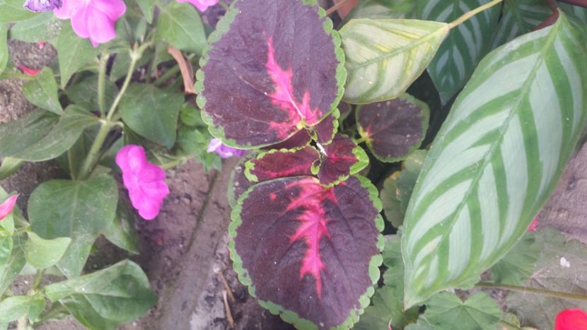 2021-08-05 16.21.40 - Flori si copii blanosi