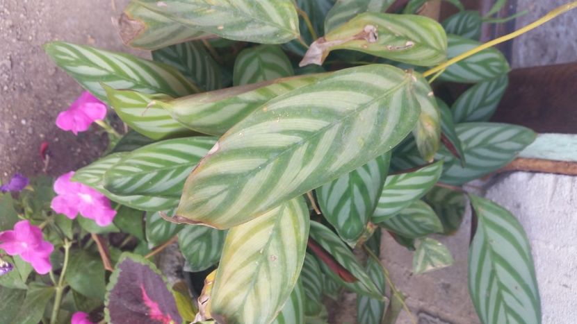 2021-08-05 16.21.52 - Flori si copii blanosi