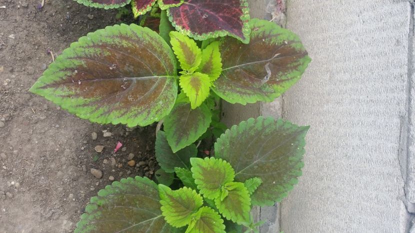 2021-08-06 08.53.48 - Flori si copii blanosi