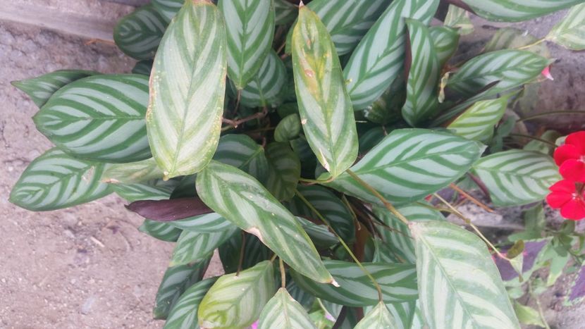 2021-08-06 08.56.42 - Flori si copii blanosi