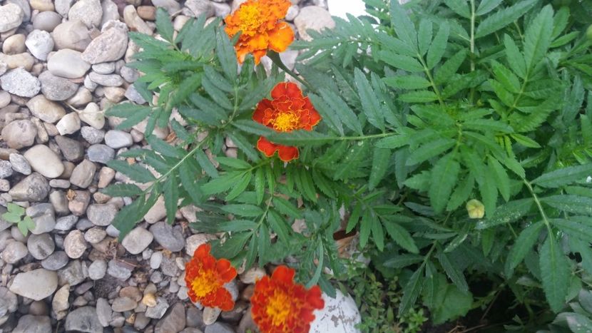 2021-08-06 08.57.27 - Flori si copii blanosi