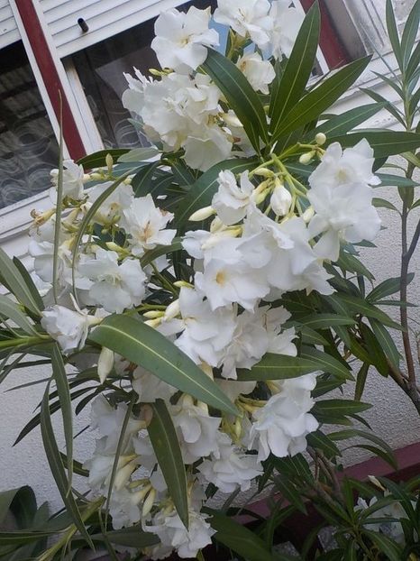  - mont blanc leandru nr 22