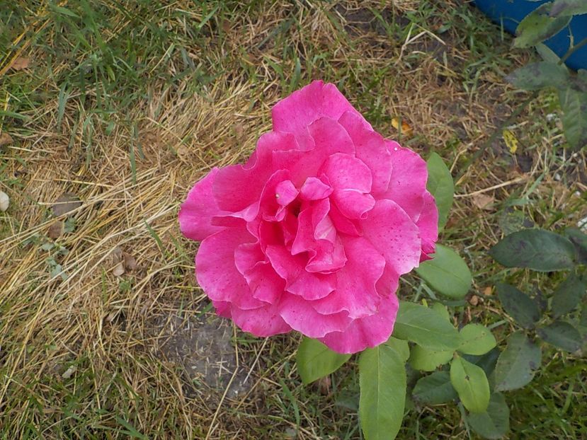  - Trandafiri in gradina mea