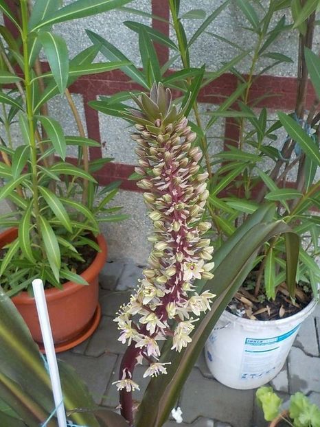  - eucomis