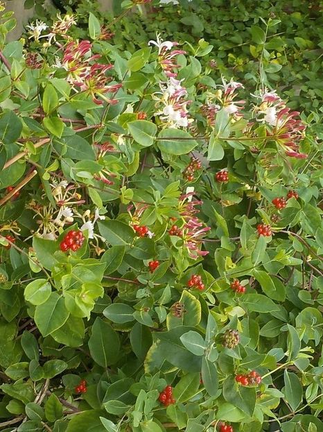  - lonicera