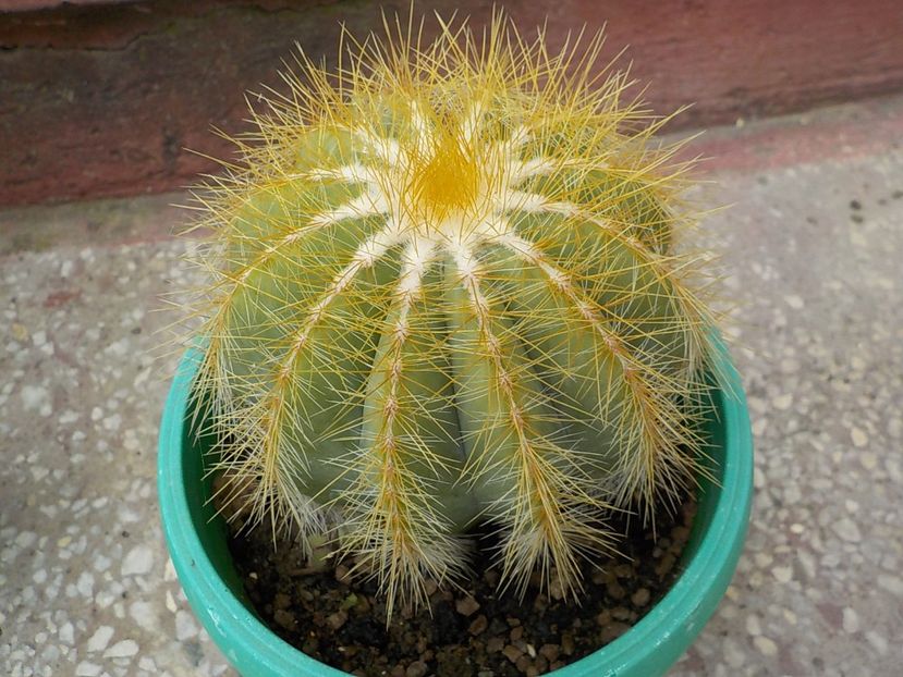  - Genul Notocactus