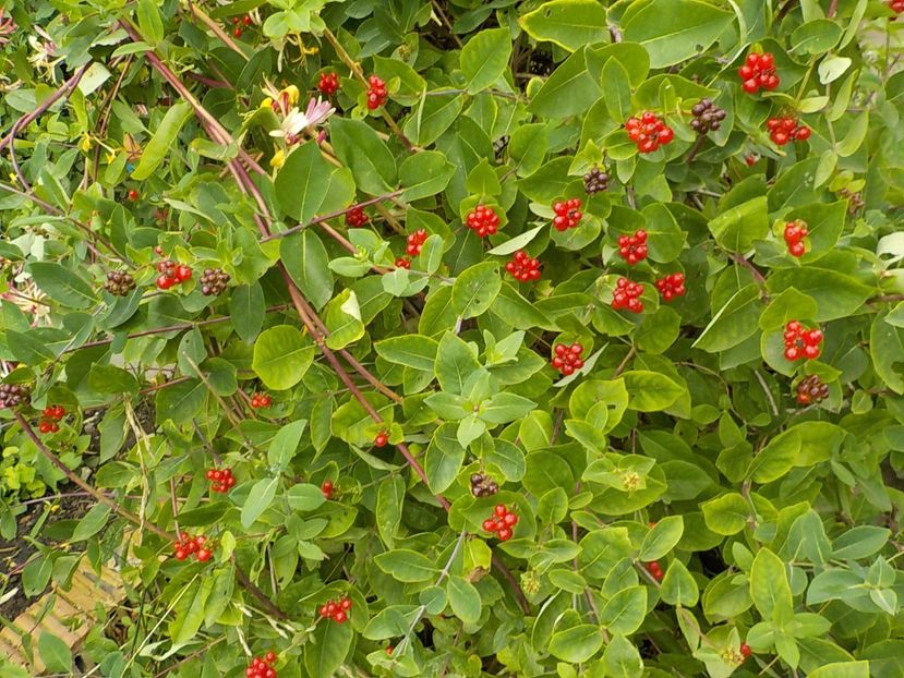  - lonicera
