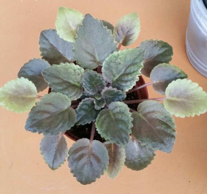  - Mac s Schorching Sun