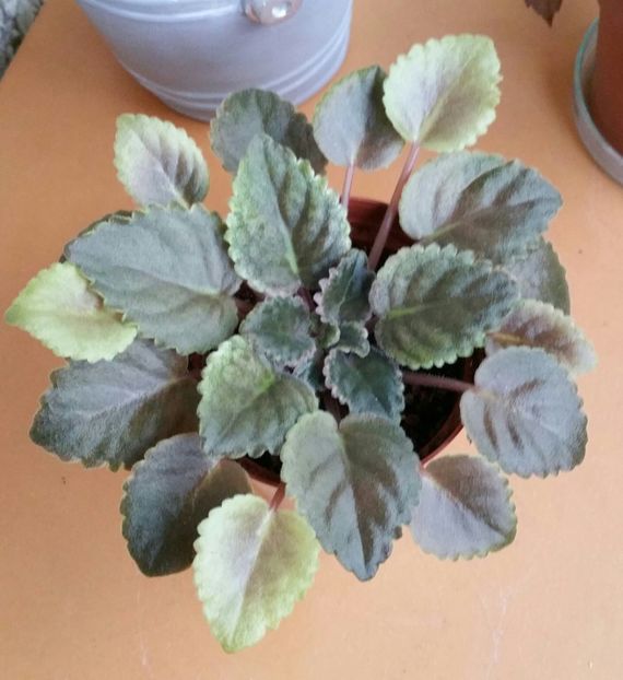  - Mac s Schorching Sun