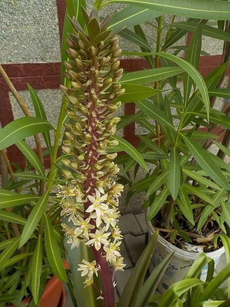 - eucomis