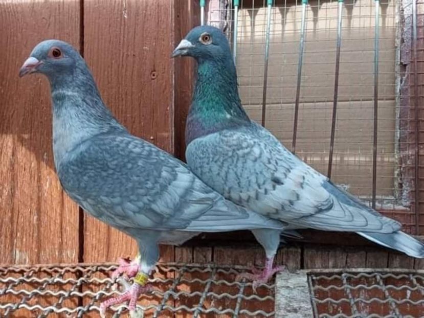  - NU IMI APARTIN ALBUM NR 2