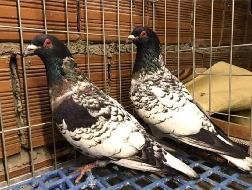  - NU IMI APARTIN ALBUM NR 2