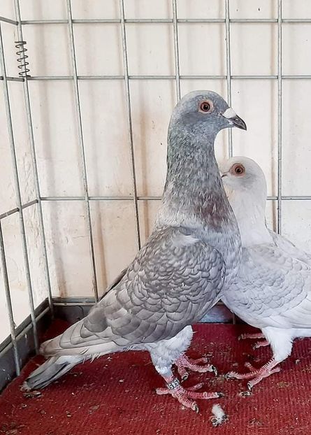  - NU IMI APARTIN ALBUM NR 2