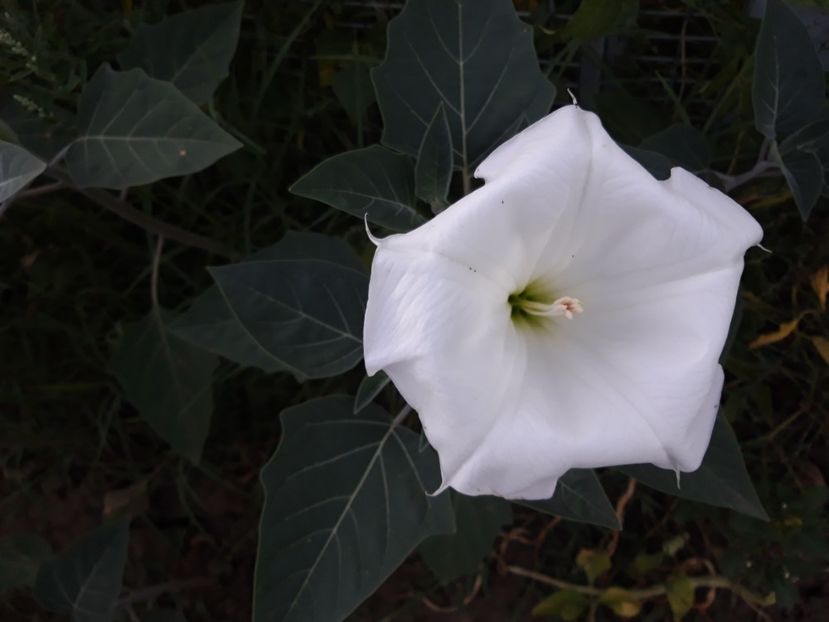  - Brugmasia si datura