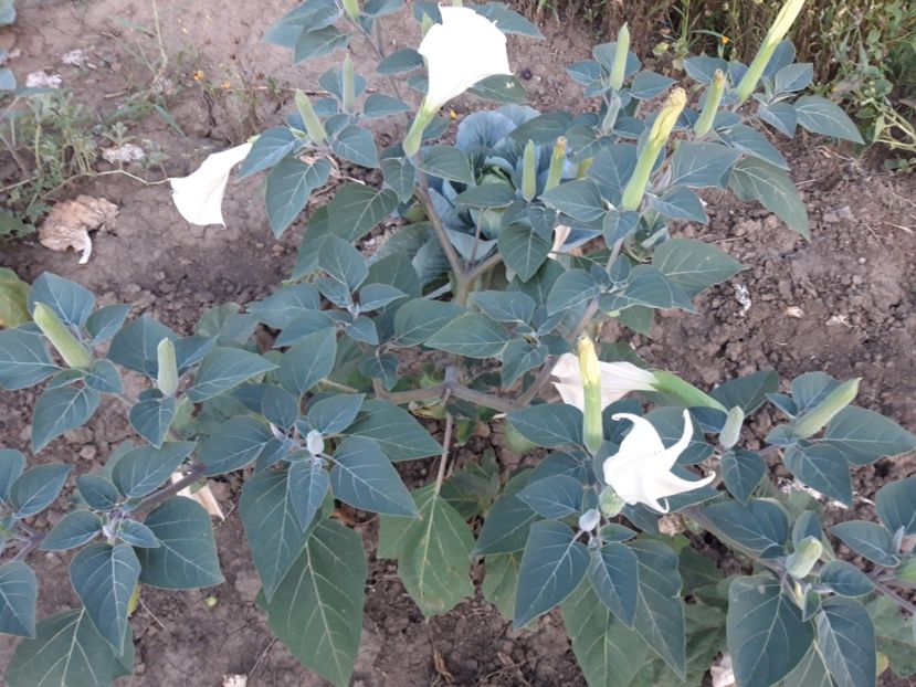  - Brugmasia si datura