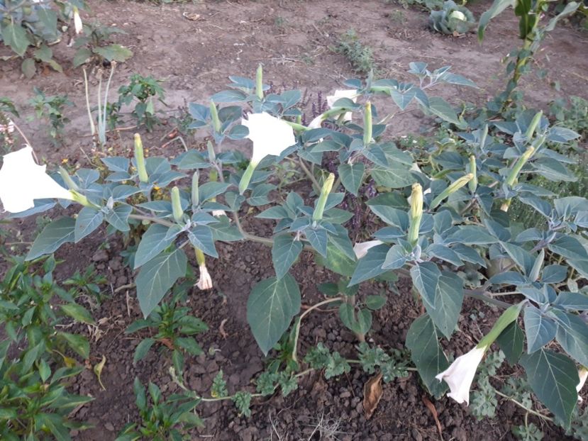  - Brugmasia si datura