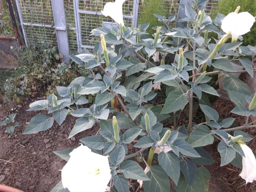  - Brugmasia si datura