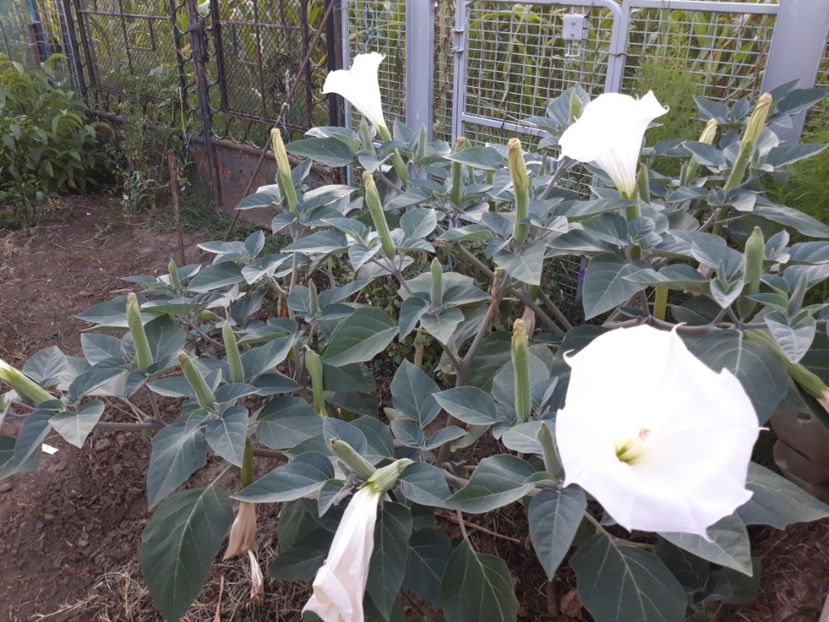 - Brugmasia si datura
