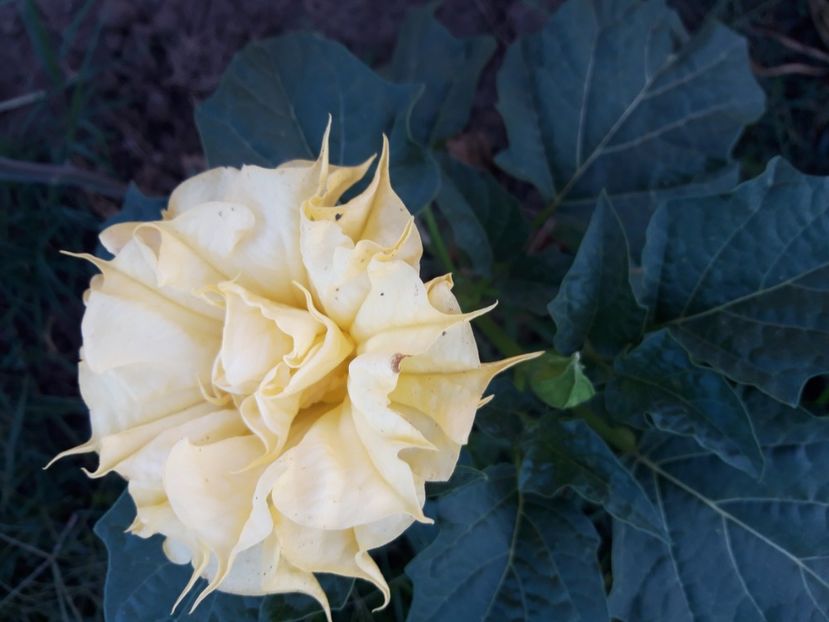  - Brugmasia si datura