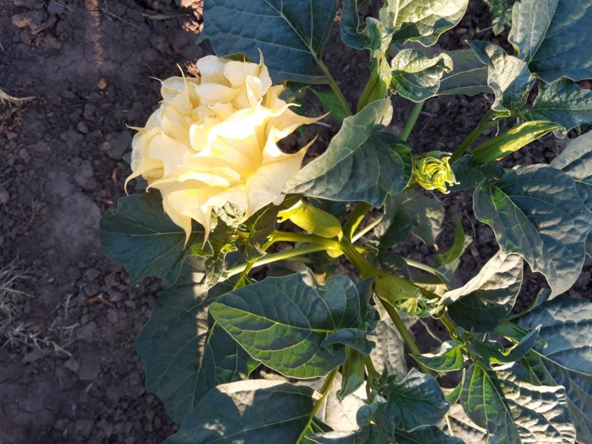  - Brugmasia si datura
