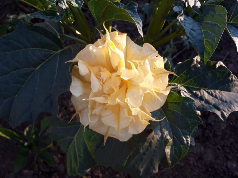  - Brugmasia si datura