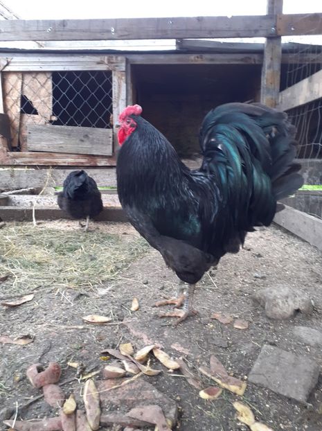  - pasari de rasa de prin curte