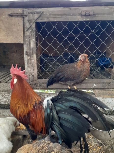  - pasari de rasa de prin curte