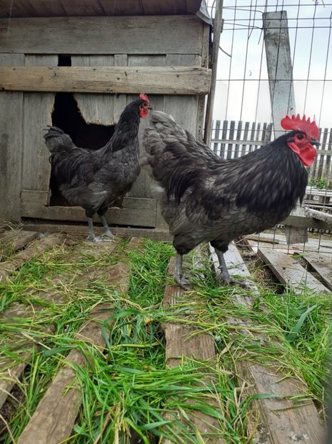  - pasari de rasa de prin curte