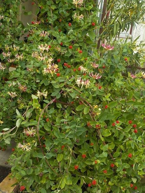  - lonicera