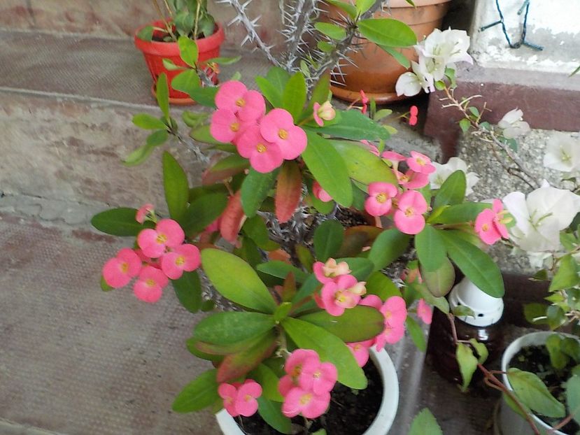  - euphorbia milli
