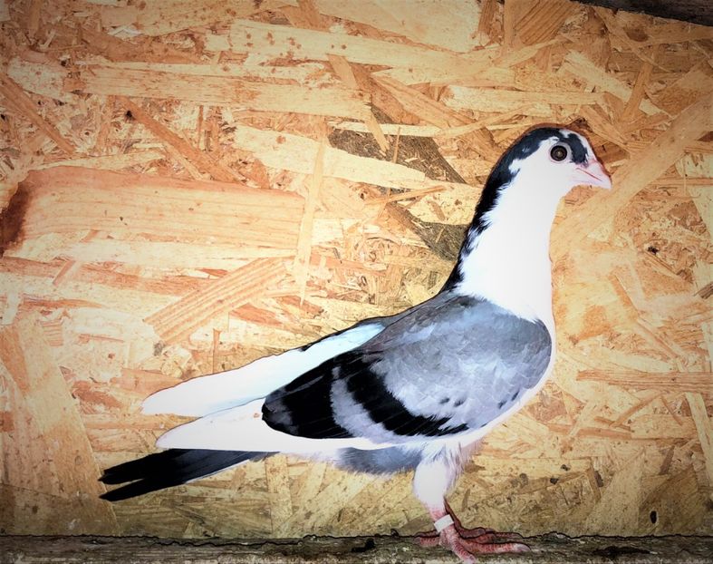 12529  mascul  2021_1 - tineret 2021