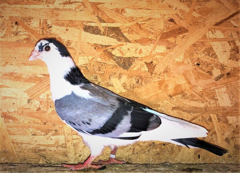 12529  mascul  2021_2 - tineret 2021