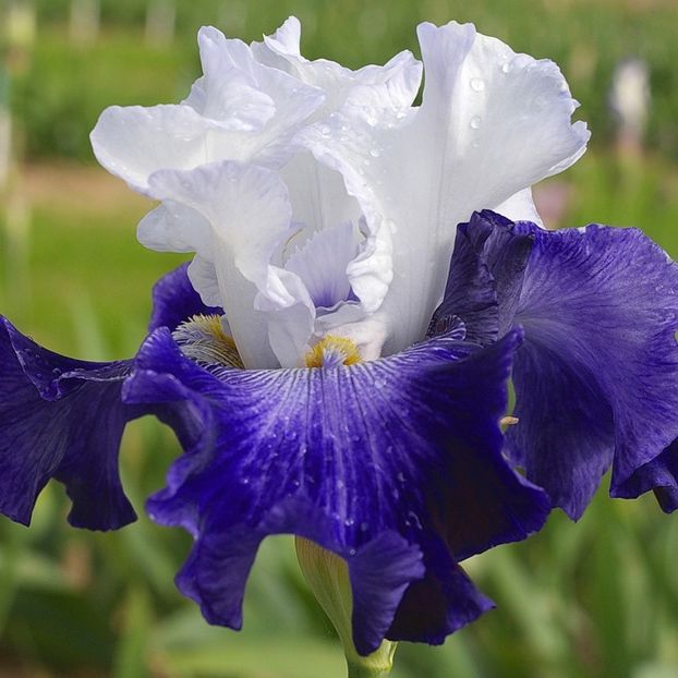 Iris - Ni Hao !