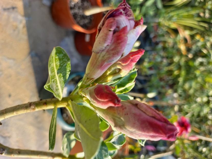  - Adenium