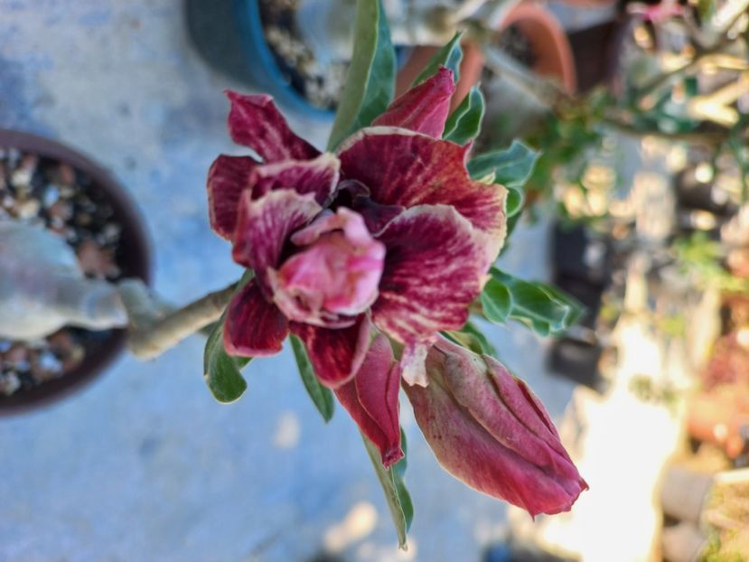  - Adenium