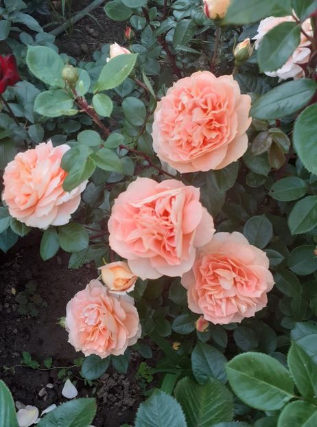  - Schome vom see Kordes-floribunda