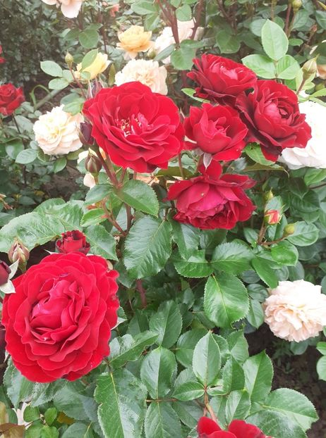  - Red Abudance Harkness-2019