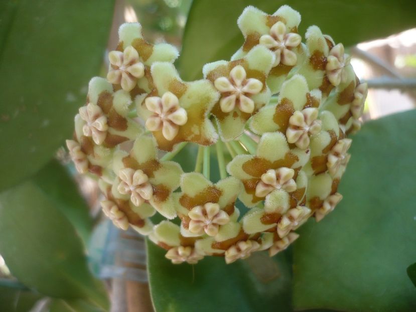 P1500402 - HOYA 2021-2