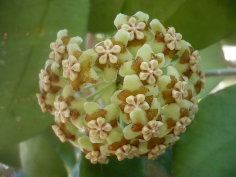 P1500401 - HOYA 2021-2