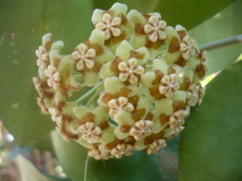 P1500403 - HOYA 2021-2