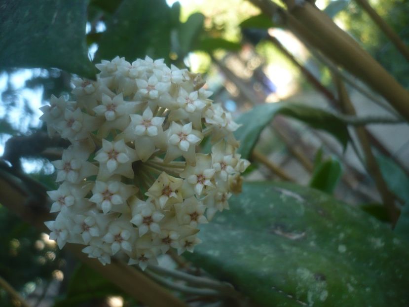 P1500407 - HOYA 2021-2