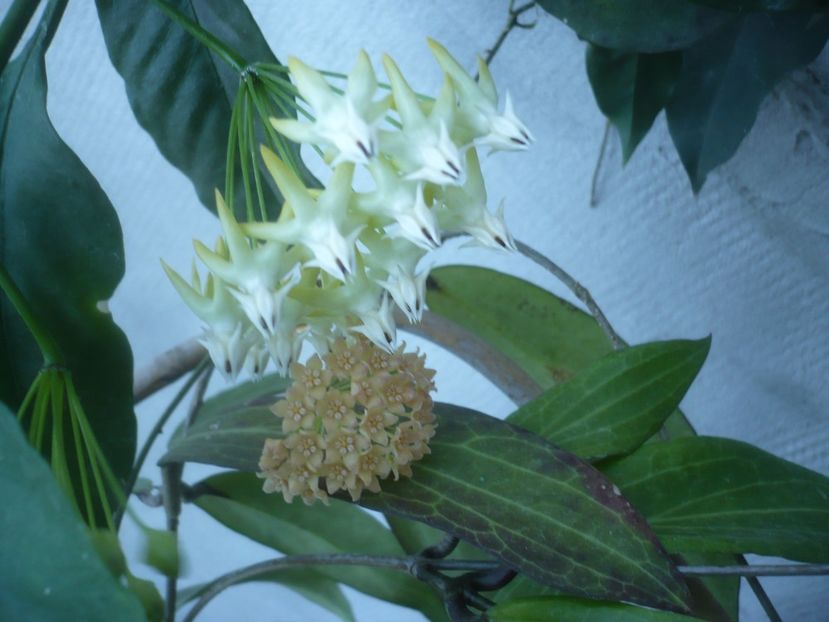 P1500414 - HOYA 2021-2